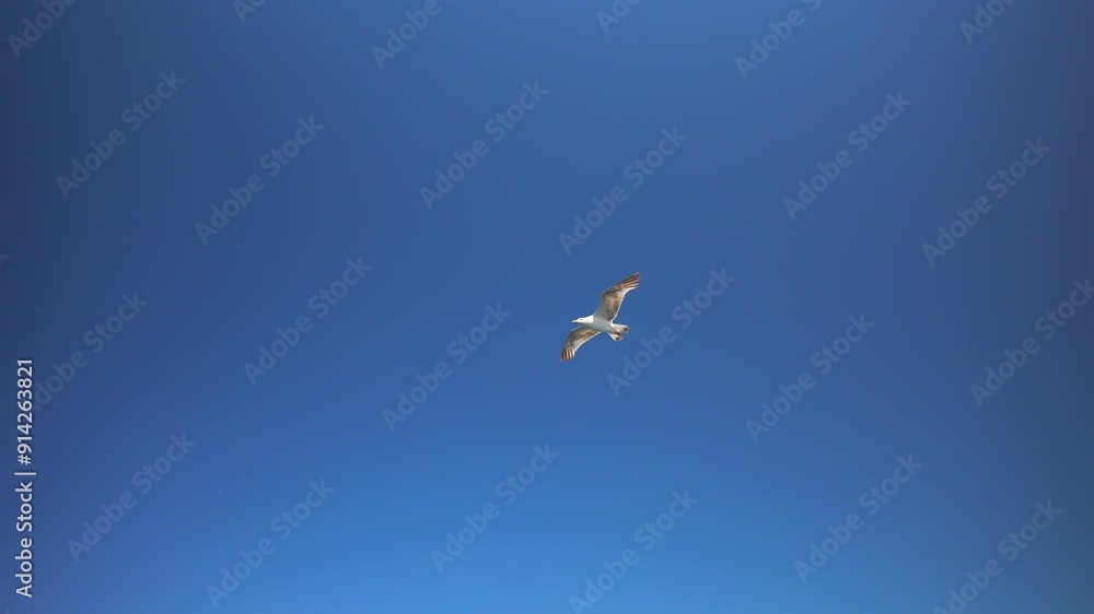 Close-up slow motion of a seagull flying high and soaring with spread wings in a clear blue sky Close-up slow motion of a seagull flying high and soaring with spread wings in a clear blue sky