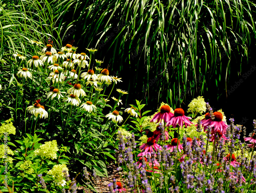 Jeżówki purpurowe w ogrodzie, białe i rózowe kwiaty jeżówek, Echinacea purpurea , jeżówka purpurowa, kolorowe kwiaty, Purple coneflowers in the garden, white and pink coneflower flowers, flower plant