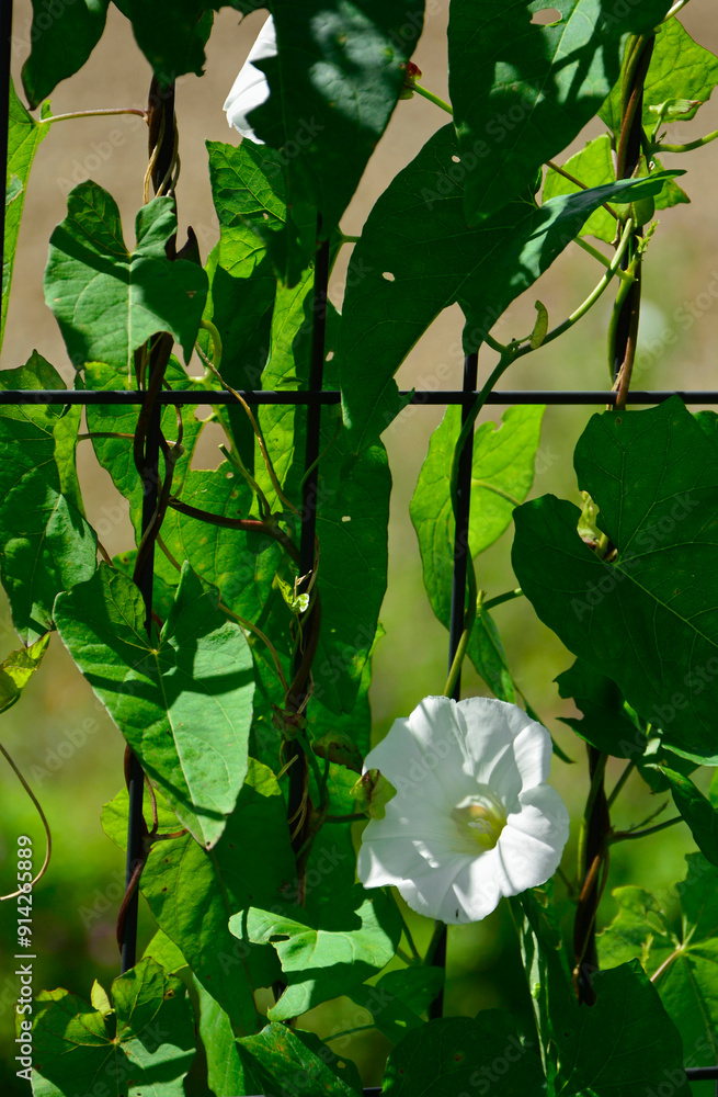 wilec purpurowy, powój pnący, biały kwiat wilca na kratce, Ipomoea purpurea, Common Morning Glory, White Calystegia, white blossoms of a hedge bindweed, White trumpet flower