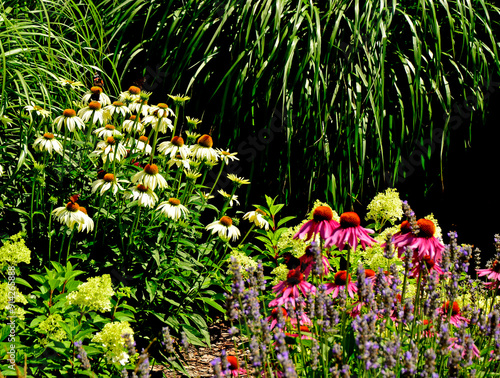 Obraz na płótnie Jeżówki purpurowe w ogrodzie, białe i rózowe kwiaty jeżówek, Echinacea purpurea , jeżówka purpurowa, kolorowe kwiaty, Purple coneflowers in the garden, white and pink coneflower flowers, flower plant w salonie