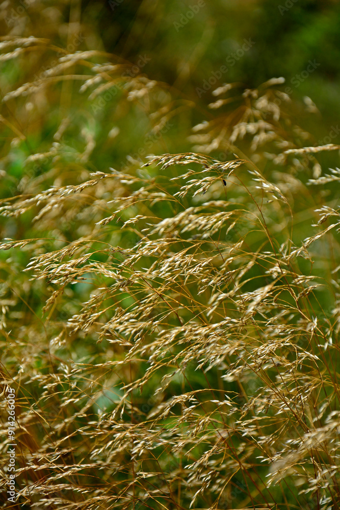 kwitnące, dzikie trawy w słońcu, dzika trawa na łące w promieniach słońca, Blooming wild high grass in nature at sunset, Close up of wild grass in the meadow at sunset background