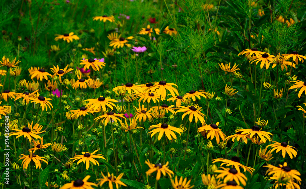 żółta rudbekia w ogrodzie, Rudbekia błyskotliwa, Rudbeckia fulgida, yellow rudbeckia in the garden, perennial coneflower