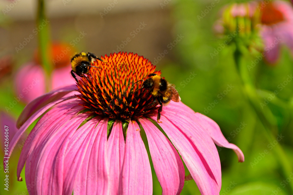 trzmiel na dużym kwiecie jeżówki purpurowej, trzmiel na jeżówce, Echinacea purpurea, bumblebee on echinacea, purple coneflower