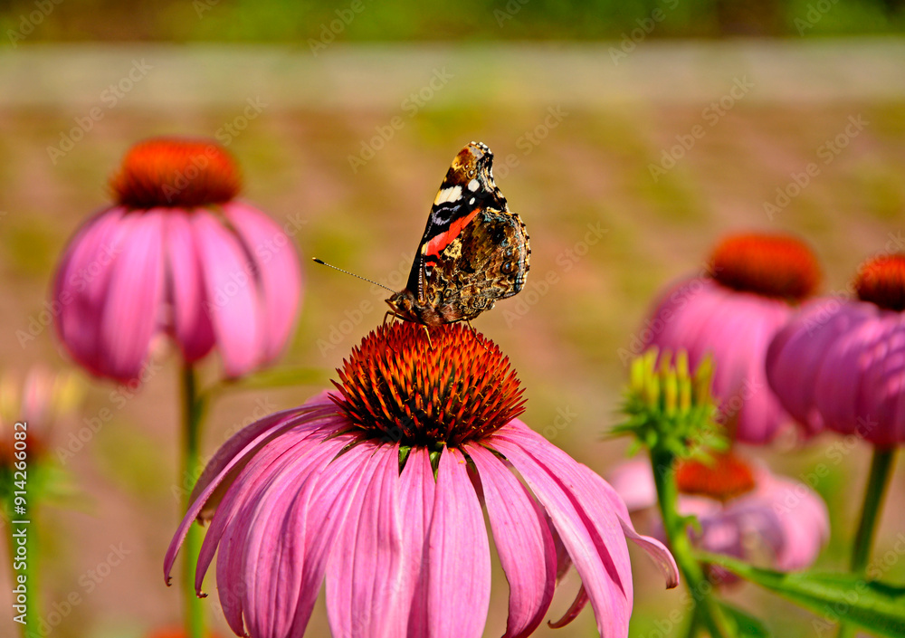 motyl na dużym kwiecie jeżówki purpurowej, trzmiel na jeżówce, Echinacea purpurea, a butterfly on purple coneflower purple coneflower, Rusałka admirał (Vanessa atalanta)