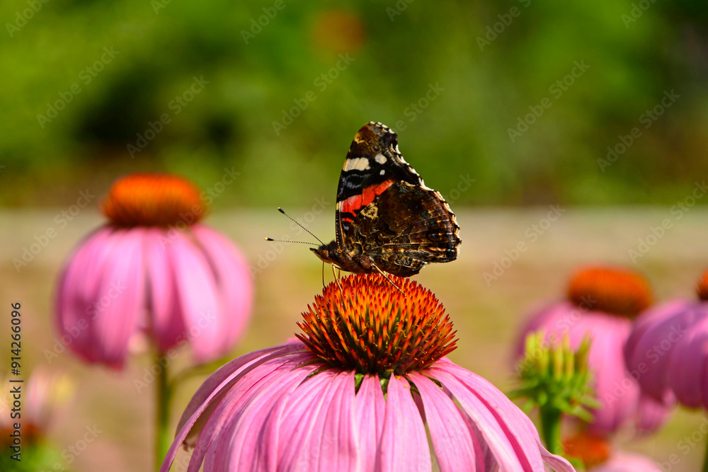motyl na dużym kwiecie jeżówki purpurowej, trzmiel na jeżówce, Echinacea purpurea, a butterfly on purple coneflower purple coneflower, Rusałka admirał (Vanessa atalanta)