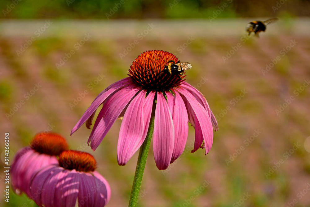 trzmiel na dużym kwiecie jeżówki purpurowej, trzmiel na jeżówce, Echinacea purpurea, bumblebee on echinacea, purple coneflower
