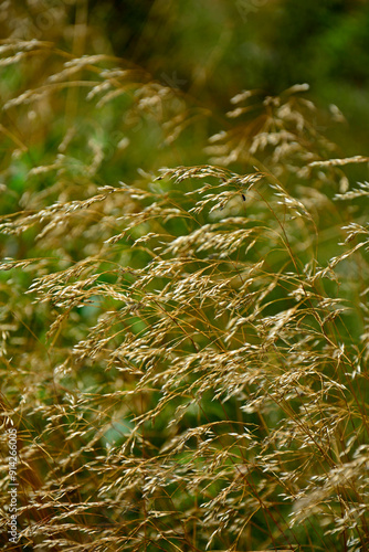 Obraz na płótnie kwitnące, dzikie trawy w słońcu, dzika trawa na łące w promieniach słońca, Blooming wild high grass in nature at sunset, Close up of wild grass in the meadow at sunset background w salonie