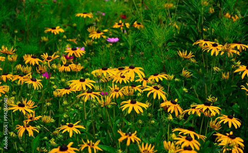 Obraz na płótnie żółta rudbekia w ogrodzie, Rudbekia błyskotliwa, Rudbeckia fulgida, yellow rudbeckia in the garden, perennial coneflower w salonie