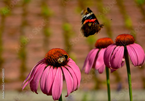 Obraz na płótnie trzmiel na dużym kwiecie jeżówki purpurowej, trzmiel na jeżówce, Echinacea purpurea, bumblebee on echinacea, purple coneflower w salonie