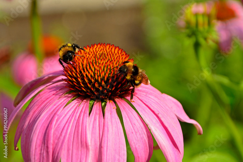 Obraz na płótnie trzmiel na dużym kwiecie jeżówki purpurowej, trzmiel na jeżówce, Echinacea purpurea, bumblebee on echinacea, purple coneflower w salonie