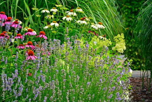Jeżówki purpurowe i lawenda w ogrodzie, białe i rózowe kwiaty jeżówek, Echinacea purpurea , jeżówka purpurowa, kolorowe kwiaty, Purple coneflowers in the garden, white and pink coneflower flowers, 
