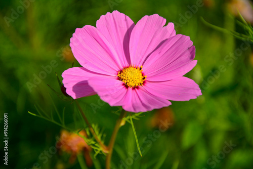 Obraz na płótnie różowy kosmos, różowy kwiat, kosmos podwójnie pierzasty, onętek, Cosmos bipinnatus, garden cosmos, pink cosmos flower w salonie