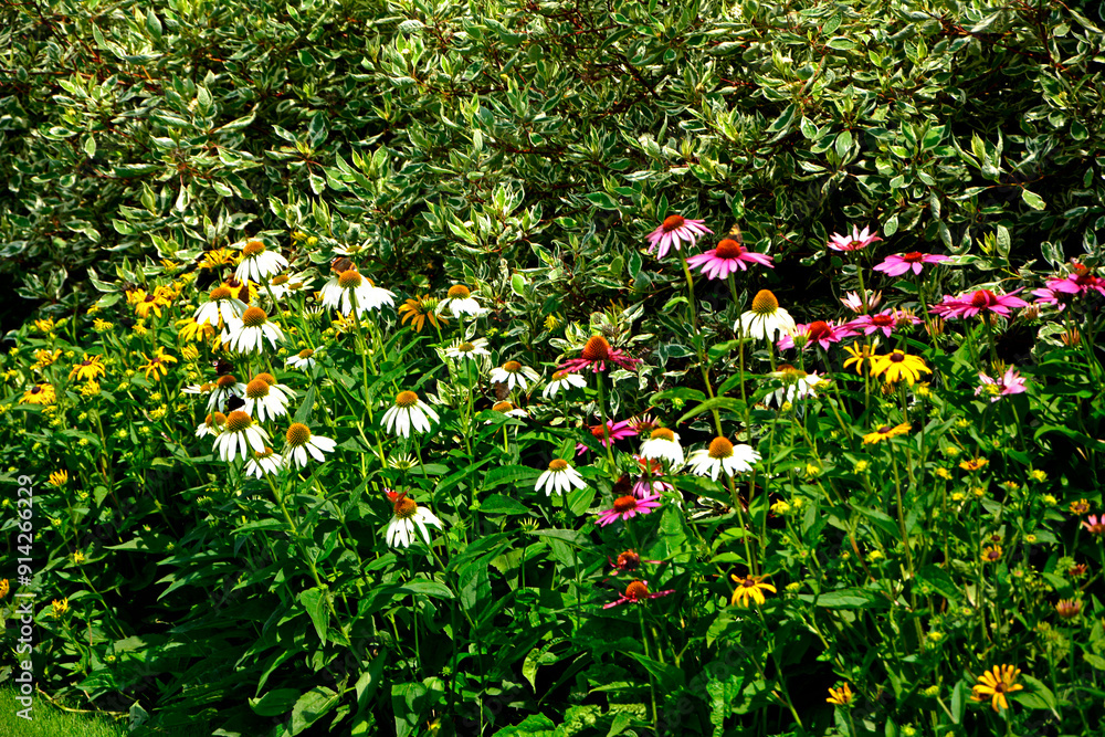 Jeżówki purpurowe w ogrodzie, białe i rózowe kwiaty jeżówek, Echinacea purpurea , jeżówka purpurowa, kolorowe kwiaty, Purple coneflowers in the garden, white and pink coneflower flowers, flower plant
