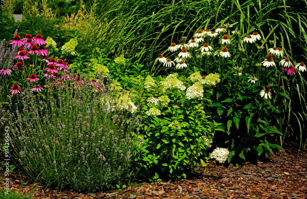 Jeżówki purpurowe, lawenda i Hortensja bukietowa lw ogrodzie, białe i rózowe kwiaty jeżówek, Echinacea purpurea, Hydrangea paniculata, jeżówka purpurowa, Purple coneflowers in the garden