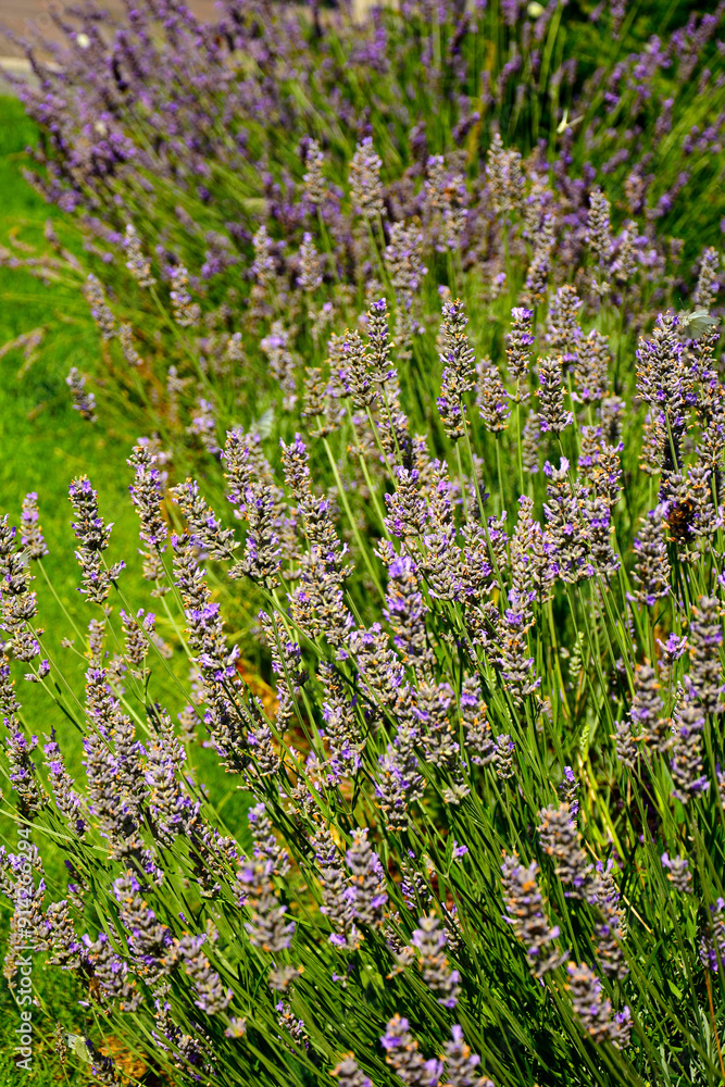 lawenda na rabacie, przekwitająca lawenda, lavender on a flowerbed, fading lavender,fading though mature lavender spikes, Lawenda wąskolistna, lawenda lekarska, Lavandula angustifolia