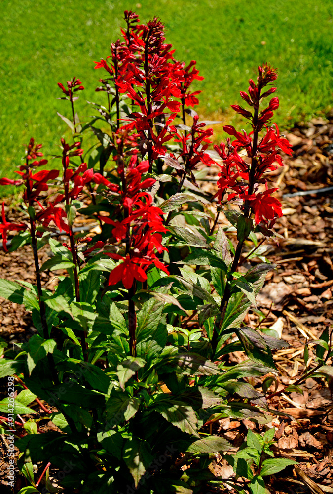 lobelia szkarłatna, Lobelia Cardinalis, cardinal flower, Cardinal Flower in Bloom