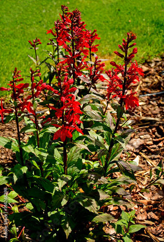 Obraz na płótnie lobelia szkarłatna, Lobelia Cardinalis, cardinal flower, Cardinal Flower in Bloom w salonie