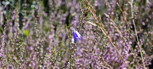 Glockenblume vor Heide