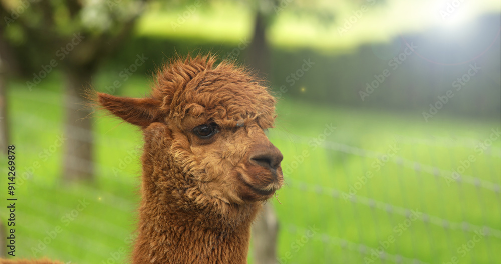 Fototapeta premium Young happy alpaca on an alpine pasture. Place for text