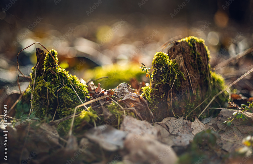 Obraz premium Nature beauty