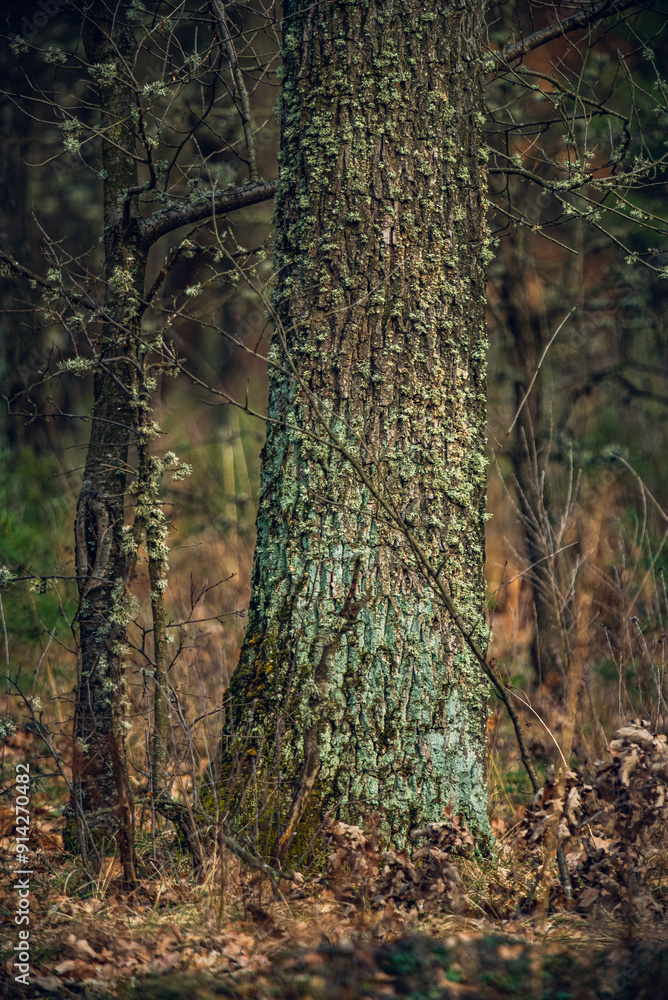 Obraz premium Spring evening landscape