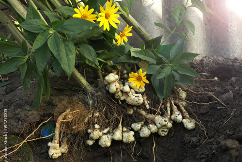 Freshly dug Jerusalem artichoke tubers kept in a basket.