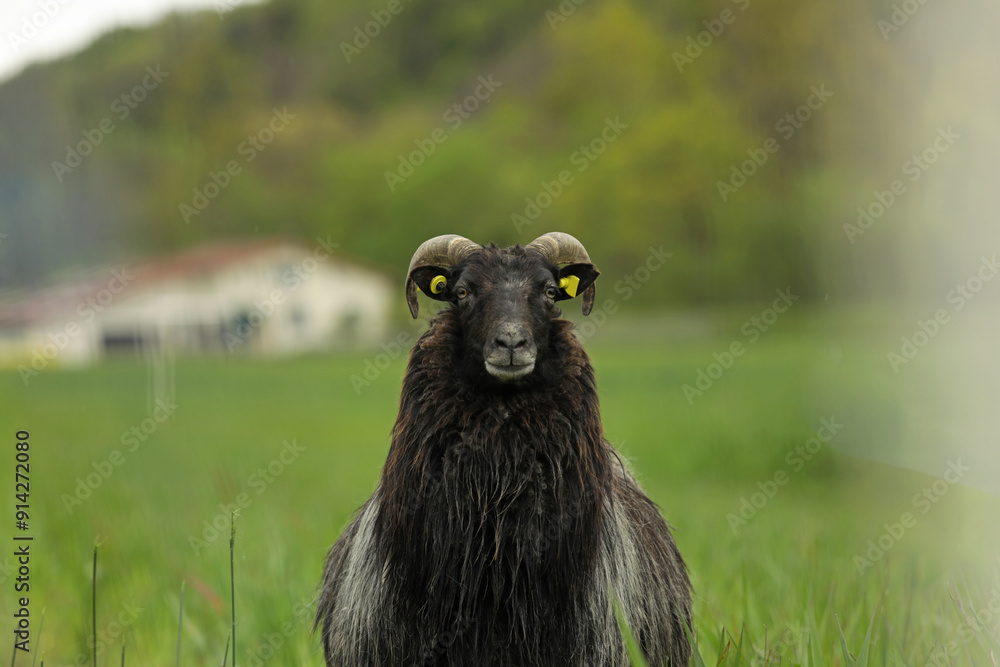 Close-up portrait of a black ram with long hair on a green meadow, farm animals Close-up portrait of a black ram with long hair on a green meadow, farm animals