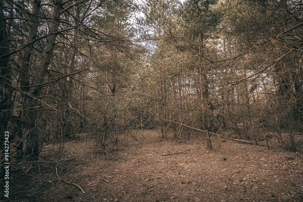Obraz premium Spring evening landscape