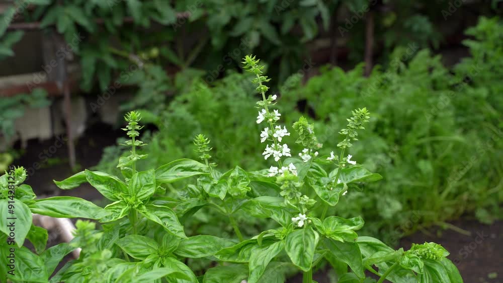 basil inflorescences on a bed in a greenhouse basil inflorescences on a bed in a greenhouse