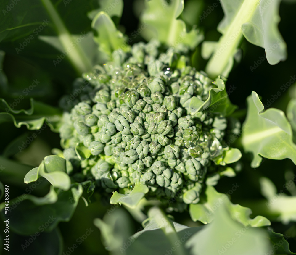 green broccoli flower as background. green broccoli flower as background.