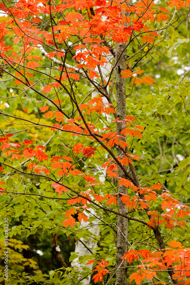 Maple leaves changing color contrast with the leaves that are still green in early September within Harrington Beach State Park, Belgium, Wisconsin Maple leaves changing color contrast with the leaves that are still green in early September within Harrington Beach State Park, Belgium, Wisconsin