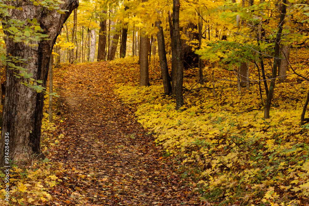 Obraz premium Autumn hiking trail within the Pike Lake Unit, Kettle Moraine State Forest, Hartford, Wisconsin in late October