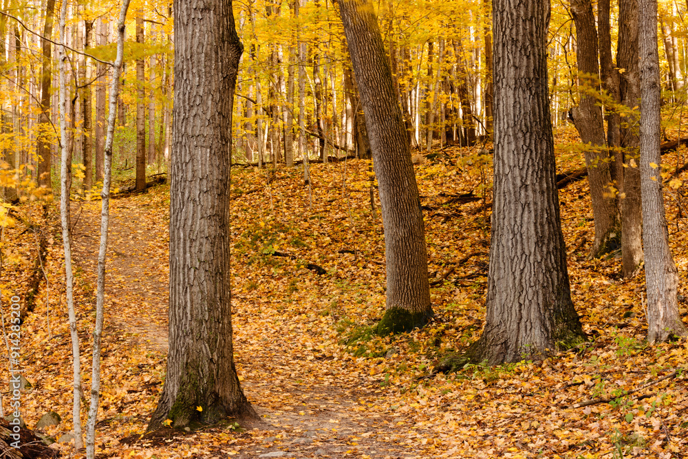 Late October hiking trail through the woods within the Pike Lake Unit, Kettle Moraine State Forest, Hartford, Wisconsin Late October hiking trail through the woods within the Pike Lake Unit, Kettle Moraine State Forest, Hartford, Wisconsin