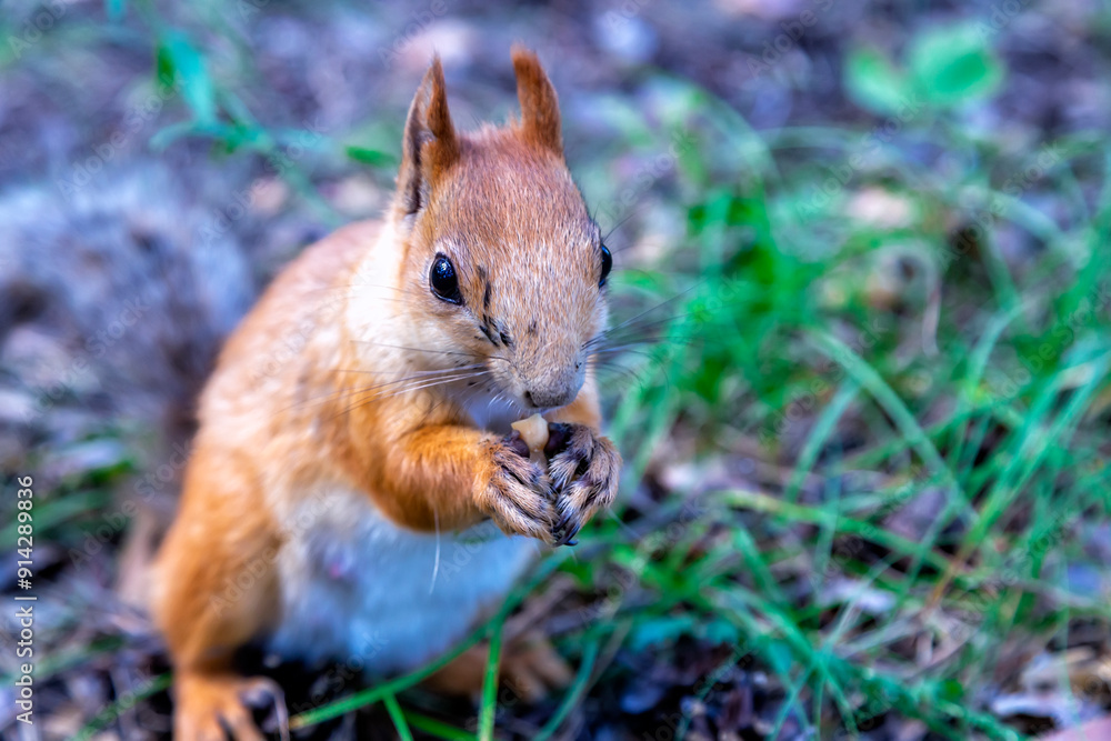 Fototapeta premium Karkaralinsk, Kazakhstan. A funny Squirrel stands sideways and eats a nut, putting its paws together