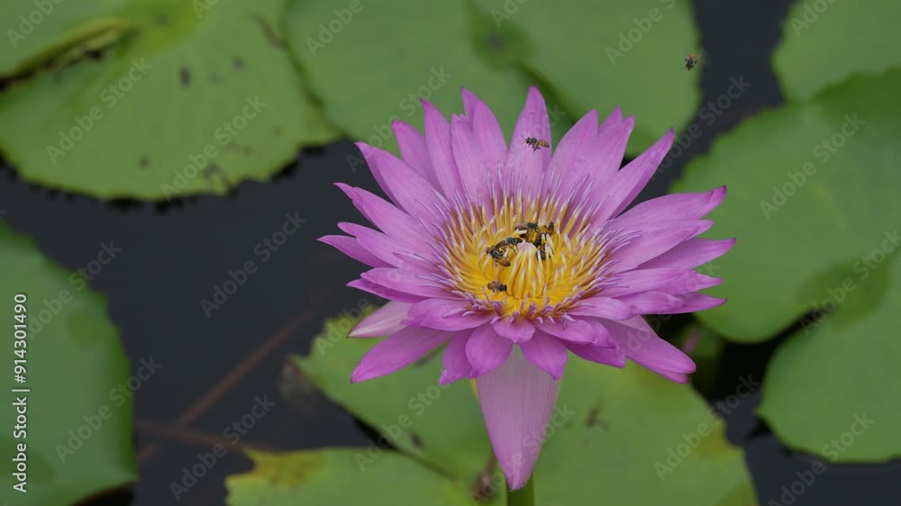 Waterlily pink color flower lotus natural in pond. Waterlily pink color flower lotus natural in pond.