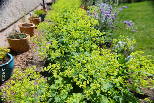 Obraz na plátně Alchemilla mollis flowers blooming in the garden