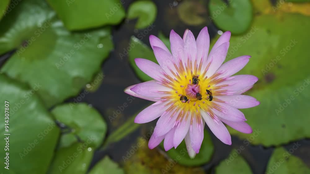 Waterlily pink color flower lotus natural in pond. Waterlily pink color flower lotus natural in pond.