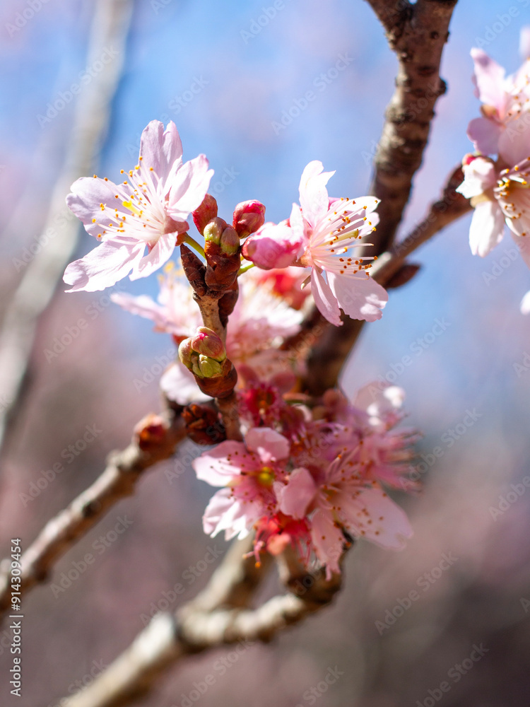 blossom blossom
