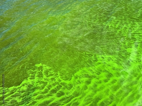 Eutrophication green river water covered harmful algae cyanobacterium