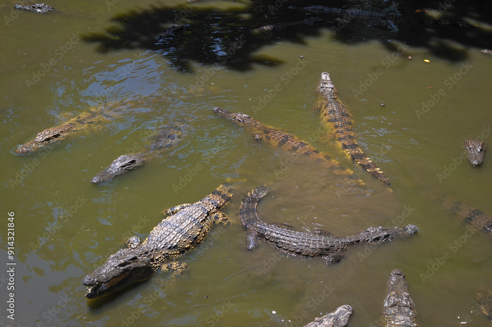 feeding crocodiles on a crocodile farm feeding crocodiles on a crocodile farm