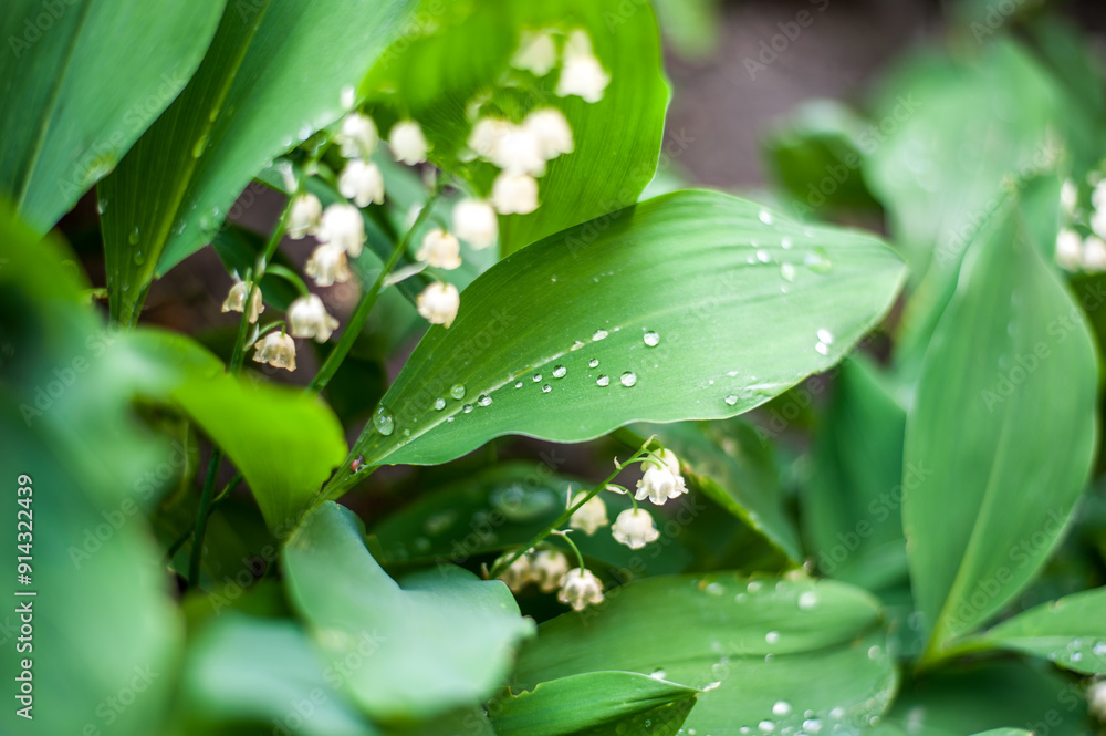 Obraz premium morning dew on fresh spring lilies of the valley