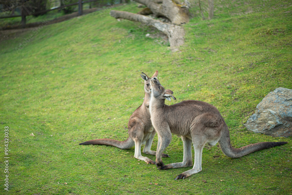young kangaroo nibbling grass on a green lawn young kangaroo nibbling grass on a green lawn