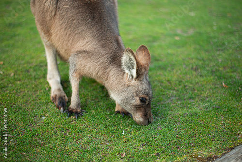 young kangaroo nibbling grass on a green lawn