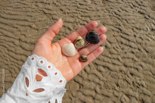 beautiful collected colorful shells on the hand on the beach in Rømø Denmark photo