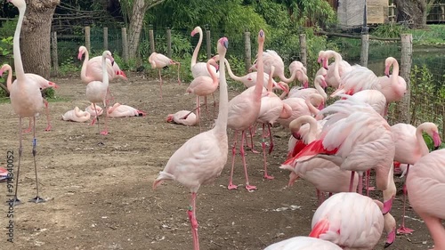 video pink flamingos in the zoo