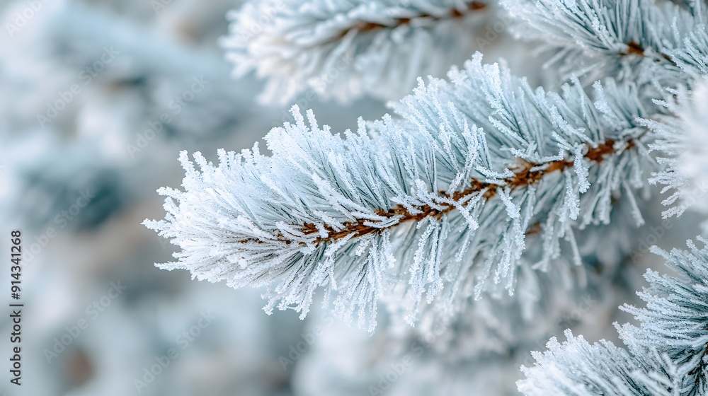Close-up of frost-covered pine needles, showcasing the delicate beauty of winter. Close-up of frost-covered pine needles, showcasing the delicate beauty of winter.
