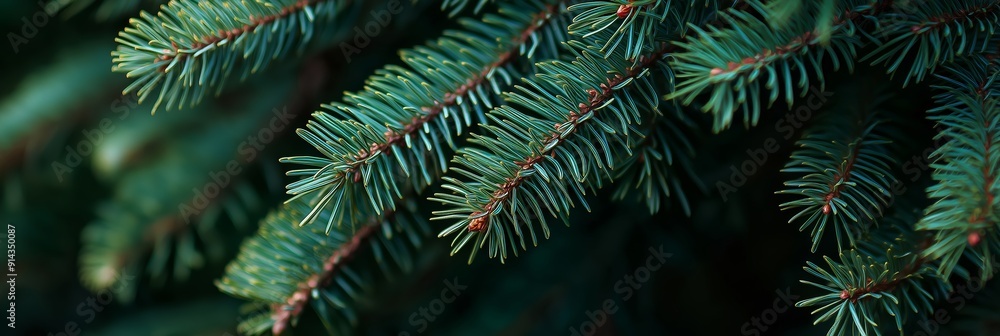 Close-up view of evergreen branches with blurred background, highlighting intricate details and creating a peaceful atmosphere Close-up view of evergreen branches with blurred background, highlighting intricate details and creating a peaceful atmosphere