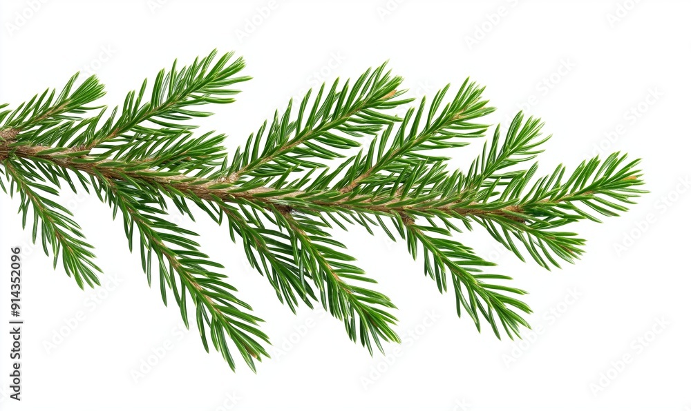 Bright green spruce branch is extending into the white space with its many needles. The branch is isolated on a pure white background Bright green spruce branch is extending into the white space with its many needles. The branch is isolated on a pure white background