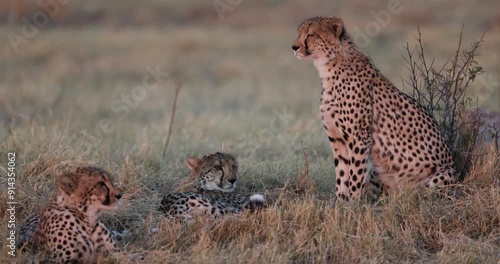 Three cheetah sitting in the African bush, one gets up and moves away