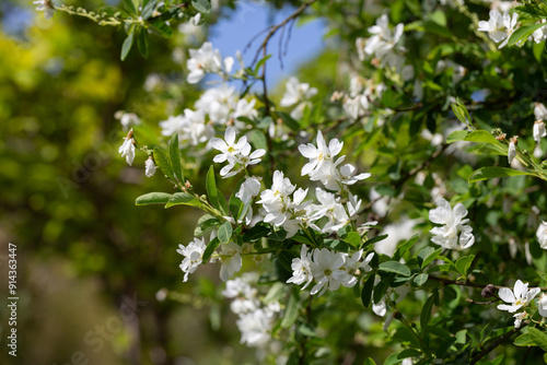 Exochorda racemosa Snow Mountain white flowering shrub, ornamental plant in bloom, green leaves on branches close up photo